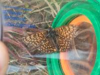 Melitaea cinxia