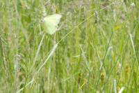 Gonepteryx rhamni