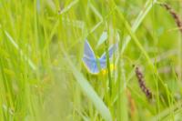 Polyommatus icarus