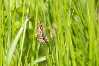 Melitaea cinxia