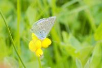 Polyommatus icarus