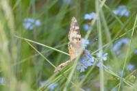 Vanessa cardui