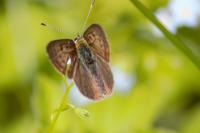Lycaena tityrus