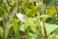 Coenonympha pamphilus