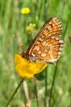 Euphydryas aurinia