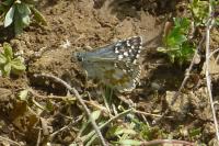 Pyrgus carthami
