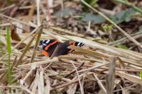 Vanessa atalanta