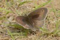 Maniola jurtina