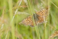 Melitaea cinxia