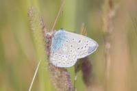 Polyommatus icarus