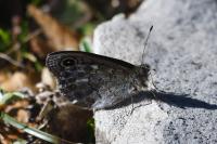 Lasiommata petropolitana