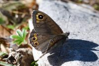 Lasiommata petropolitana