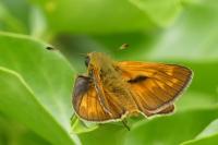 Ochlodes sylvanus