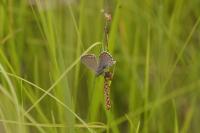 Aricia agestis