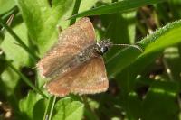 Erynnis tages