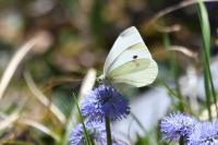 Pieris rapae