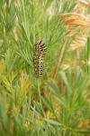 Papilio machaon