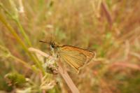 Thymelicus lineola