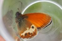 Coenonympha arcania