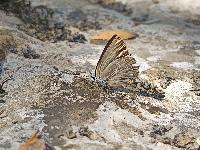 Laeosopis roboris