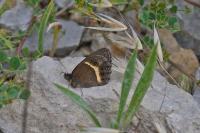 Pyronia bathseba