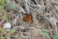 Pyronia bathseba