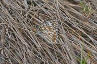 Melanargia occitanica