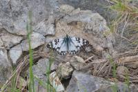Melanargia occitanica