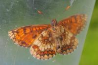 Melitaea athalia