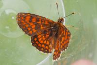 Melitaea athalia