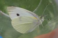 Pieris rapae