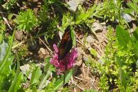 Aglais urticae