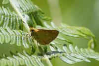 Ochlodes sylvanus
