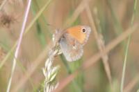 Coenonympha pamphilus