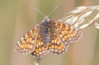Melitaea parthenoides
