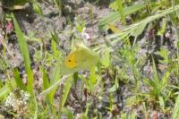 Colias crocea