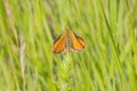 Thymelicus sylvestris