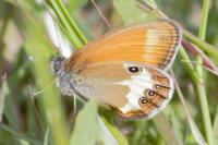 Coenonympha arcania