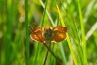Ochlodes sylvanus