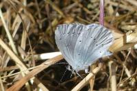 Celastrina argiolus