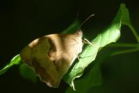 Maniola jurtina