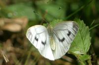 Pieris napi