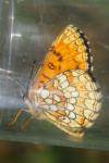 Melitaea athalia