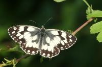 Melanargia galathea