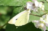 Pieris brassicae
