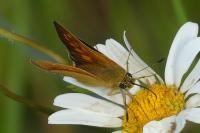 Ochlodes sylvanus