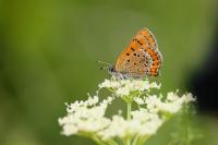 Lycaena helle