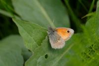 Coenonympha pamphilus