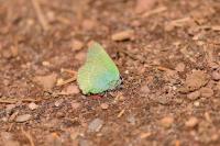 Callophrys rubi