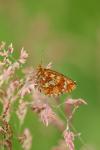 Boloria euphrosyne